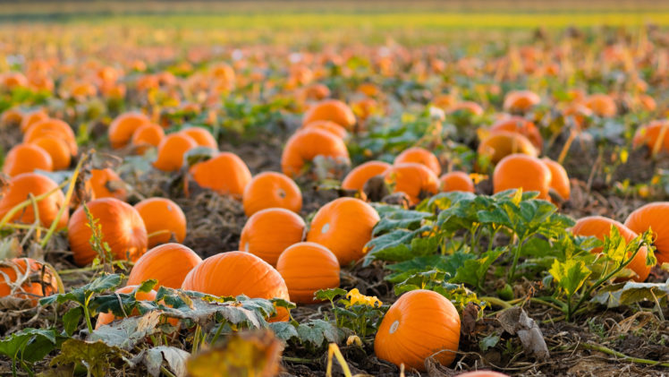 Earning My Pumpkin Patch