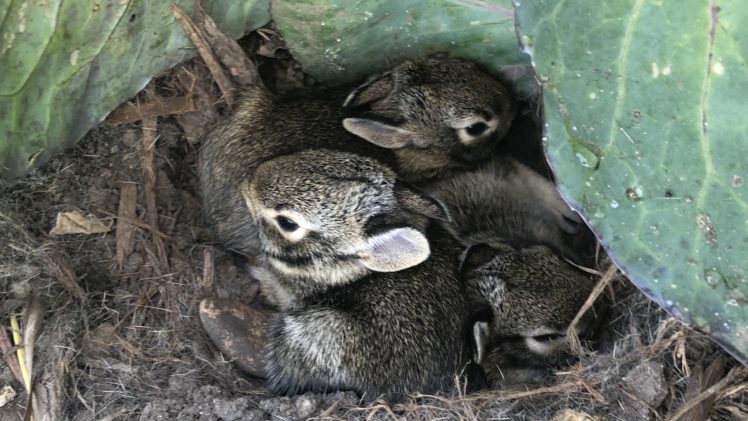 Flopsy, Mopsy, and Cottontail