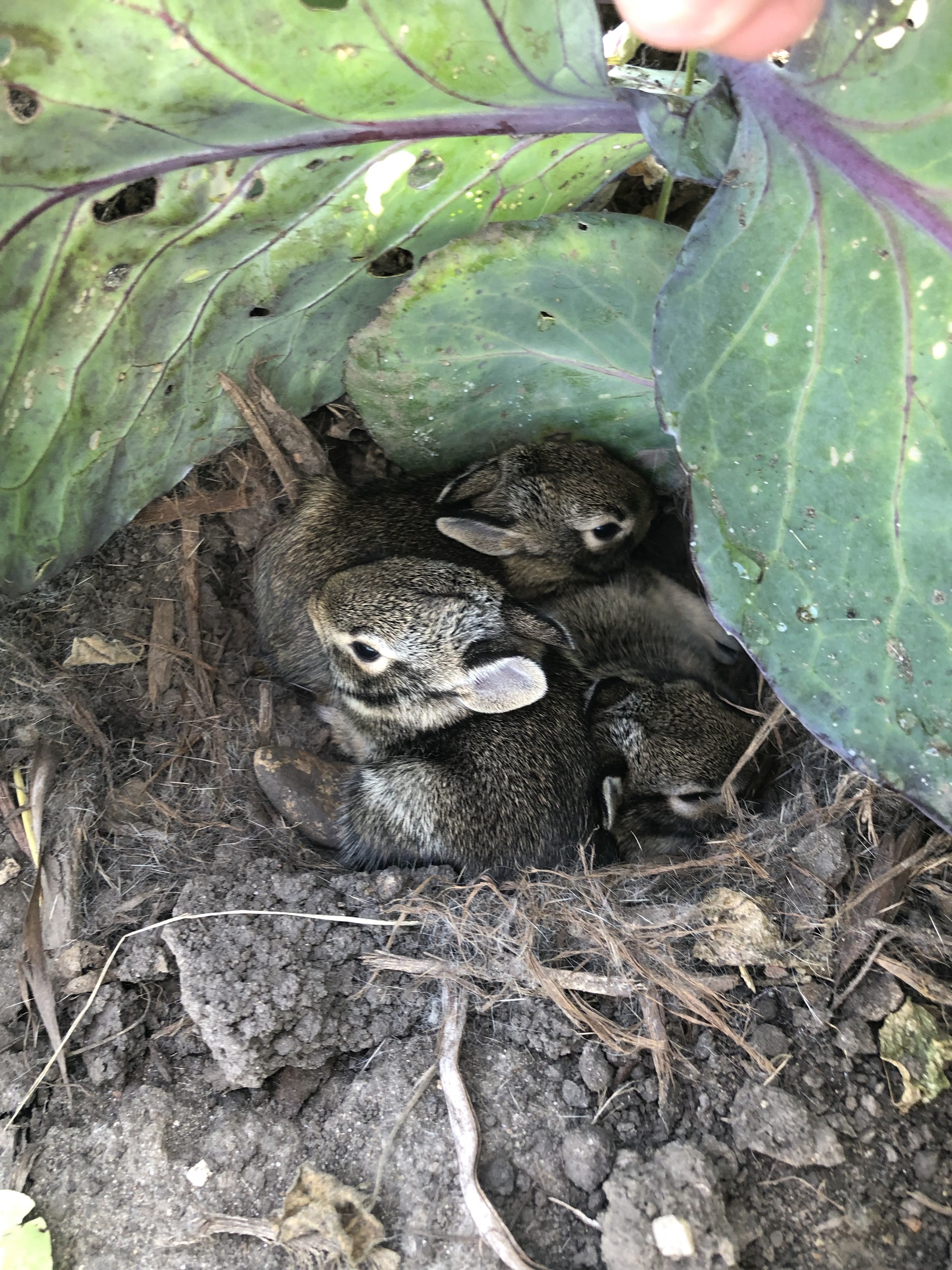 Flopsy, Mopsy, and Cottontail